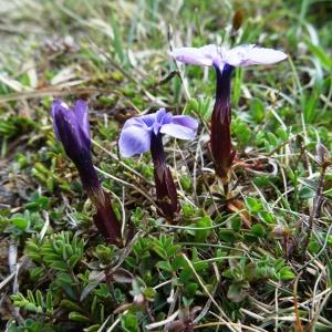 Photographie n°1666881 du taxon Gentiana verna subsp. verna