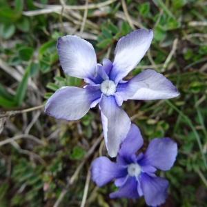 Photographie n°1666887 du taxon Gentiana verna subsp. verna