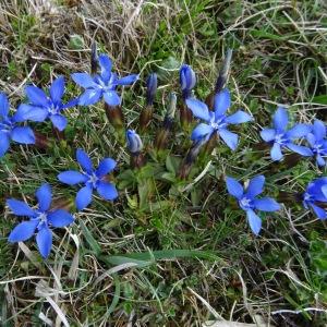Photographie n°1666900 du taxon Gentiana verna subsp. verna