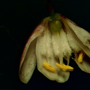 Photographie n°1666996 du taxon Simethis mattiazzii (Vand.) G.López & Jarvis [1984]