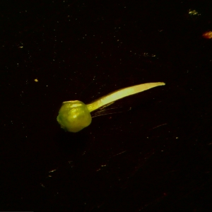 Photographie n°1666997 du taxon Simethis mattiazzii (Vand.) G.López & Jarvis [1984]
