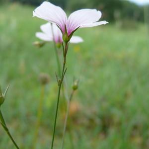 Photographie n°1667090 du taxon Linum tenuifolium L. [1753]