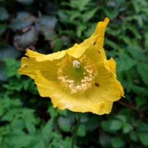 Photographie n°1667470 du taxon Meconopsis cambrica (L.) Vig.