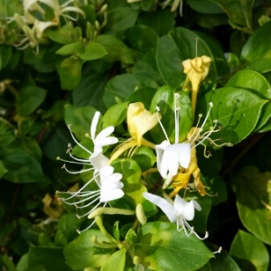 Photographie n°1671483 du taxon Lonicera caprifolium L. [1753]