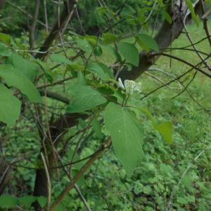 Photographie n°1671536 du taxon Lonicera xylosteum L. [1753]