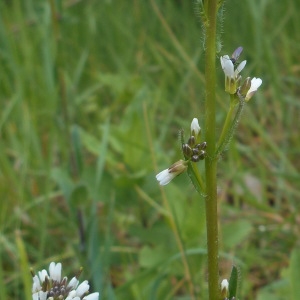 Photographie n°1671755 du taxon Arabis hirsuta (L.) Scop. [1772]