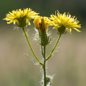 Photographie n°1672231 du taxon Crepis setosa Haller f. [1797]