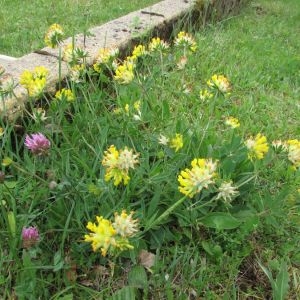 Photographie n°1672700 du taxon Anthyllis vulneraria L. [1753]