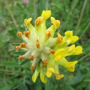 Photographie n°1672701 du taxon Anthyllis vulneraria L. [1753]