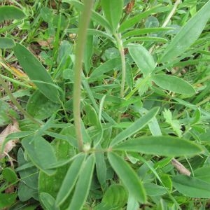 Photographie n°1672702 du taxon Anthyllis vulneraria L. [1753]