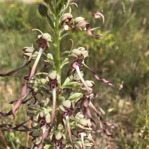 Photographie n°1672964 du taxon Himantoglossum hircinum (L.) Spreng. [1826]