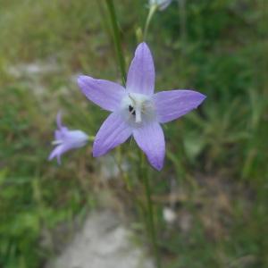 Photographie n°1673484 du taxon Campanula rapunculus L. [1753]