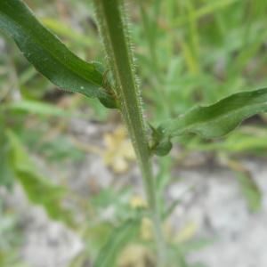 Photographie n°1673486 du taxon Campanula rapunculus L. [1753]