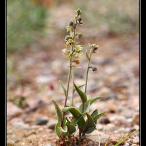  - Epipactis kleinii M.B.Crespo, M.R.Lowe & Piera [2001]