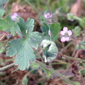 Photographie n°1673786 du taxon Geranium rotundifolium L.