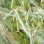  Christophe Gorla - Coronilla juncea L. [1753]