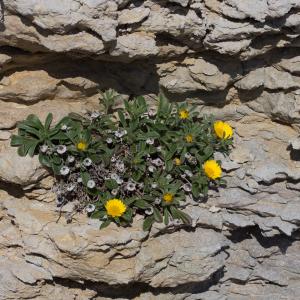 Photographie n°1674568 du taxon Pallenis maritima (L.) Greuter [1997]