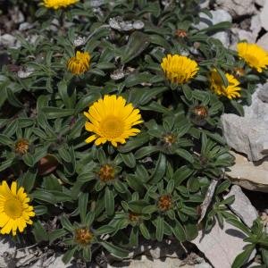 Photographie n°1674617 du taxon Pallenis maritima (L.) Greuter [1997]