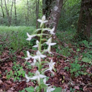 Photographie n°1674918 du taxon Platanthera bifolia (L.) Rich. [1817]