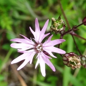 Photographie n°1675379 du taxon Lychnis flos-cuculi subsp. flos-cuculi 