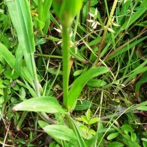 Photographie n°1675386 du taxon Lychnis flos-cuculi subsp. flos-cuculi 