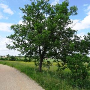 Photographie n°1675882 du taxon Quercus robur L. [1753]