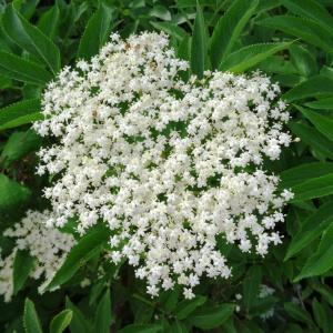 Photographie n°1676525 du taxon Sambucus nigra L. [1753]