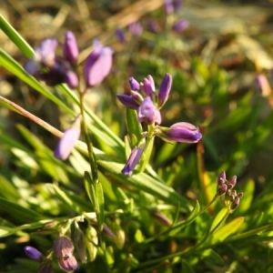 Photographie n°1676530 du taxon Polygala L. [1753]