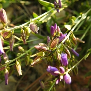 Photographie n°1676531 du taxon Polygala L. [1753]