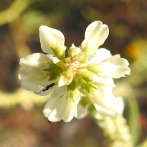 Photographie n°1676536 du taxon Trigonella alba (Medik.) Coulot & Rabaute [2013]