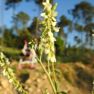 Photographie n°1676537 du taxon Trigonella alba (Medik.) Coulot & Rabaute [2013]