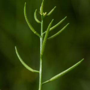 Photographie n°1677102 du taxon Rorippa aspera P.Fourn.