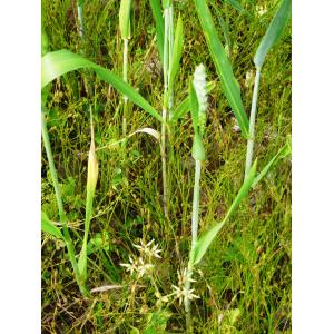 Triticum sp.