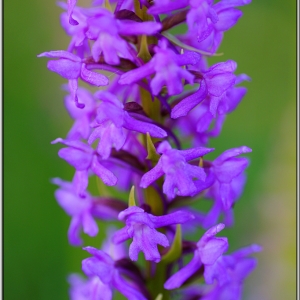 Photographie n°1679035 du taxon Gymnadenia conopsea (L.) R.Br.