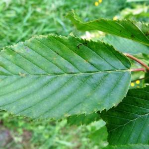 Photographie n°1679428 du taxon Carpinus betulus L. [1753]