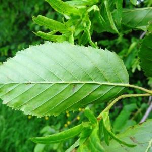 Photographie n°1679450 du taxon Carpinus betulus L. [1753]