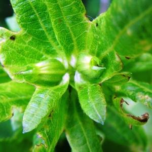 Photographie n°1679518 du taxon Carpinus betulus L. [1753]