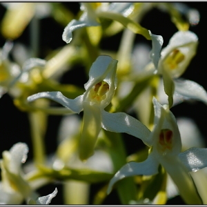 Photographie n°1679716 du taxon Platanthera bifolia (L.) Rich.