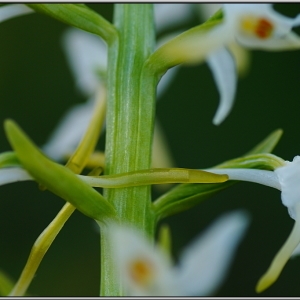 Photographie n°1679719 du taxon Platanthera bifolia (L.) Rich.