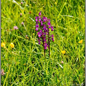 Photographie n°1679728 du taxon Anacamptis laxiflora (Lam.) R.M.Bateman, Pridgeon & M.W.Chase [1997]