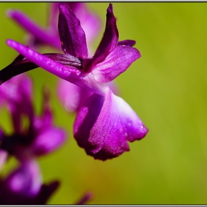 Photographie n°1679729 du taxon Anacamptis laxiflora (Lam.) R.M.Bateman, Pridgeon & M.W.Chase [1997]