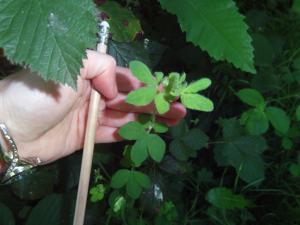 Sibille ROUZAUD, le 26 mai 2017 (Chaville, France (forêt de Fausses-Reposes))