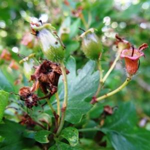 Photographie n°1683953 du taxon Crataegus monogyna Jacq. [1775]