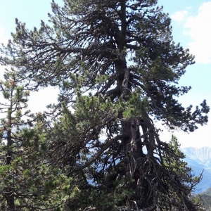Photographie n°1683977 du taxon Pinus uncinata Mill. ex Mirb. [1805]