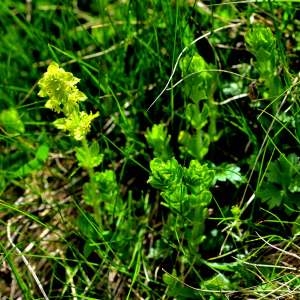 Photographie n°1686425 du taxon Cruciata laevipes Opiz [1852]