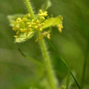 Photographie n°1686438 du taxon Cruciata laevipes Opiz [1852]