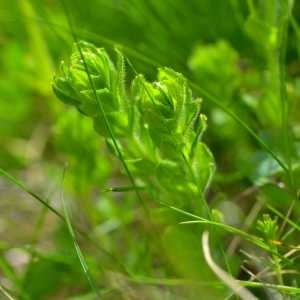 Photographie n°1686445 du taxon Cruciata laevipes Opiz [1852]