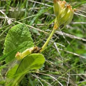 Photographie n°1686686 du taxon Primula intricata Gren. & Godr. [1850]