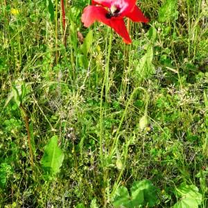 Photographie n°1686913 du taxon Papaver rhoeas L.