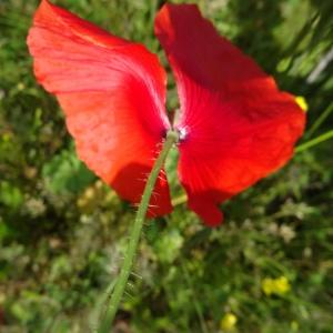 Photographie n°1686924 du taxon Papaver rhoeas L.